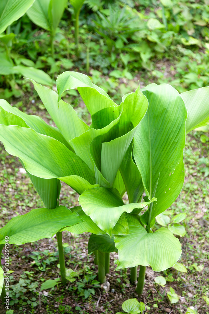 Obraz premium ウコンの花と葉