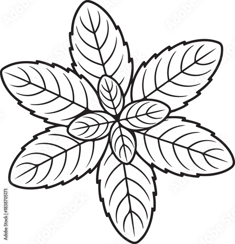 mint leaf cluster icon with vein patterns serrated edges and oval shapes vector illustration