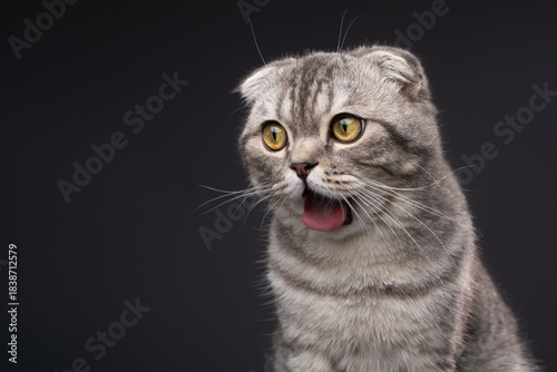 Funny Scottish Fold cat makes a disgusted or shocked facial expression. Her mouth is wide open and her tongue is visible.