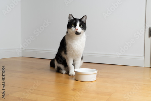 Tuxedo cat in front of an empty food bowl. The cat looks expectantly into the camera and is hungry.