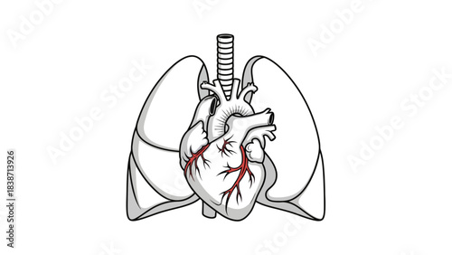 Stylized illustration of a human heart positioned between two lungs and below a trachea