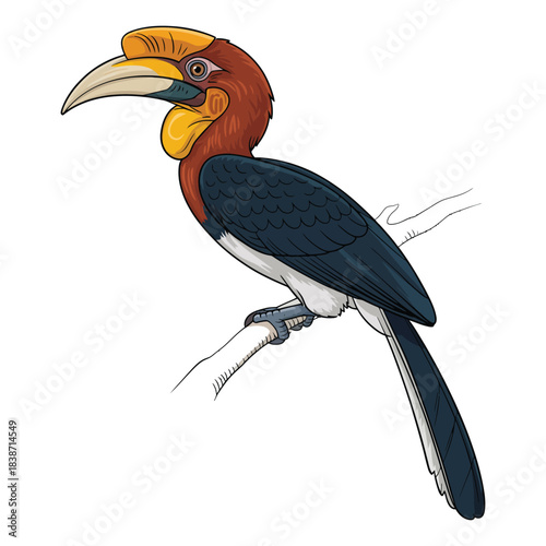 hornbill