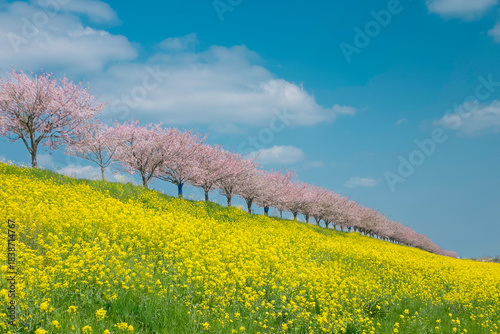 Cherry blossom and canola flower hill at Omoi River embankment, Oyama Tochigi