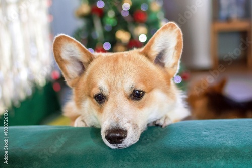 Adorable Corgi Puppy Relaxing on a Green Sofa During the Festive Christmas Season. Pet Portrait.
