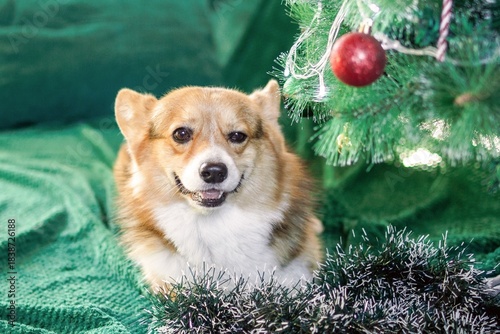 Festive Corgi Dog Companion. A Heartwarming Holiday Portrait with Decorated Christmas Tree at home.