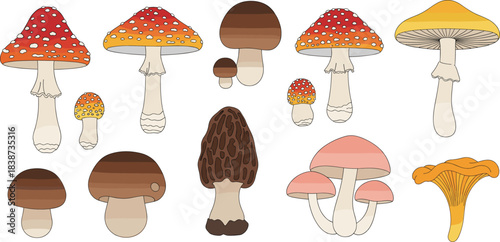 Collection of colorful edible and wild mushroom illustrations featuring various species, caps, stems, and forest fungi in vector style