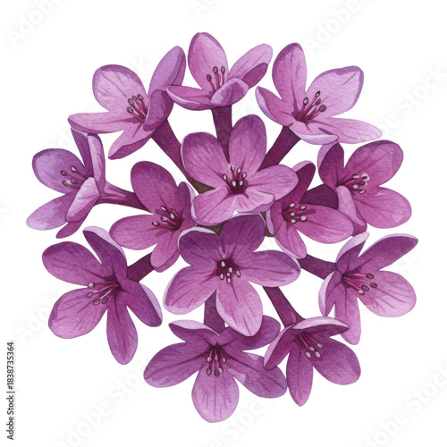 Watercolor cluster of delicate purple flowers with detailed stamens and textured petals isolated on white background