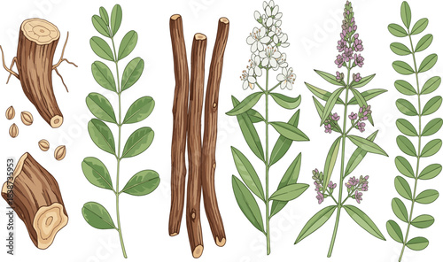  Detailed Botanical Vector Set of Licorice Plant Components Including Roots, Stems, Leaves, Flowers, and Seeds, Illustrating Natural Sweeteners, Herbal Medicine, and Organic Ingredient Collections..