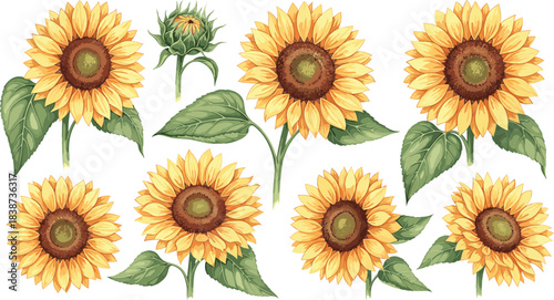  Beautiful Watercolor Style Vector Set of Realistic Sunflowers in Various Stages of Bloom with Detailed Leaves and Buds, Perfect for Summer, Nature, Botanical, or Floral Design Projects and Decoration
