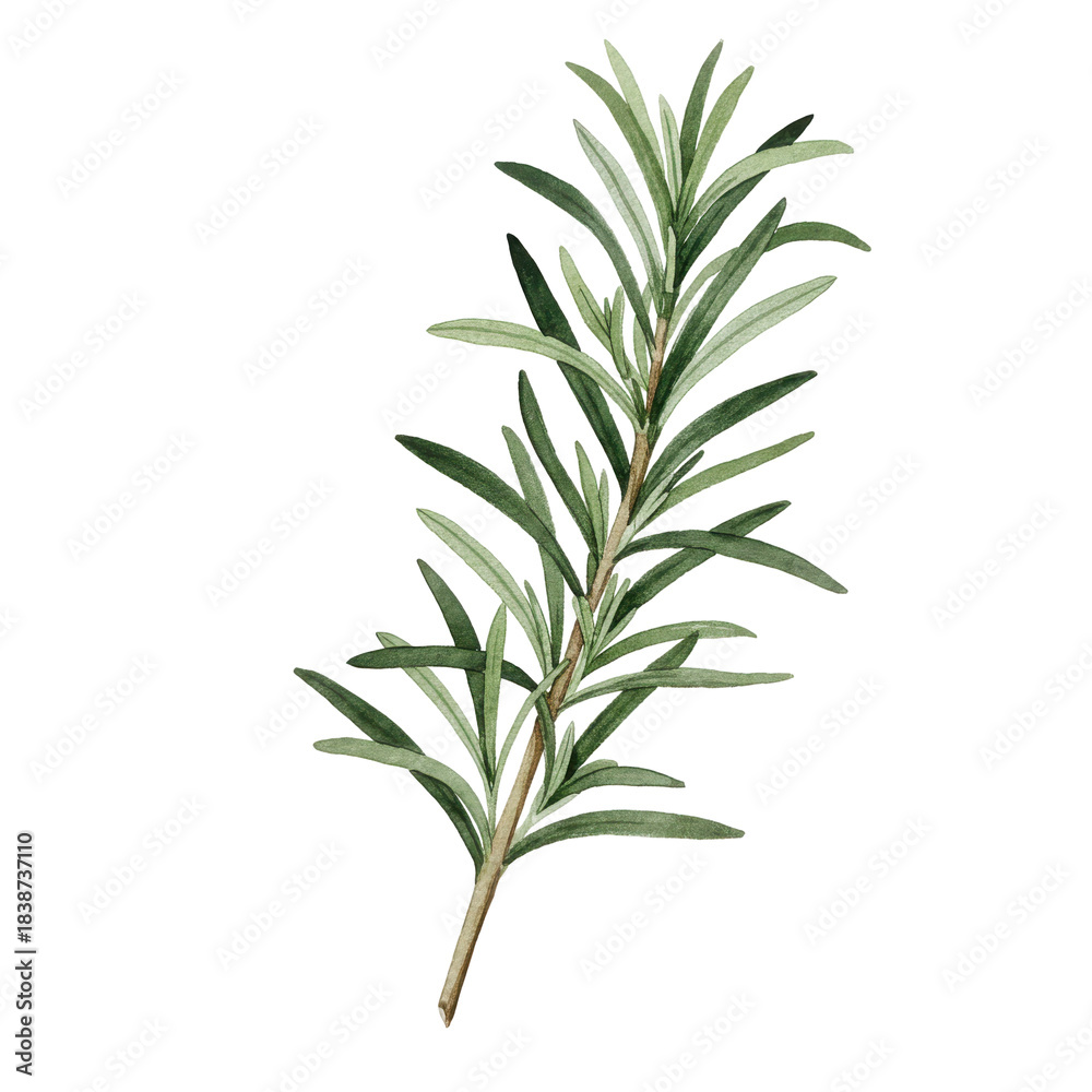 Fototapeta premium Delicate watercolor rosemary sprig with detailed leaves isolated on white background