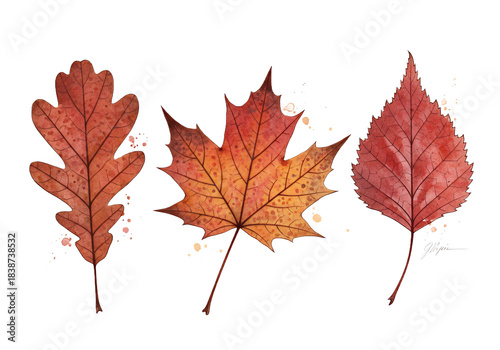 Stunning collection of vibrant red and orange autumn leaves isolated beautifully against a dramatic black background