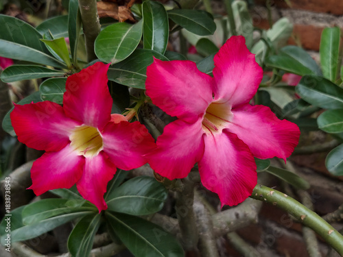 Beautiful pair of bright pink flowers blossoming (adenium obesum) on stems with natural garden background