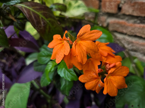 Vibrant orange tropical flowers ( Crossandra infundibuliformis ) blooming near green foliage with rustic brick wall background