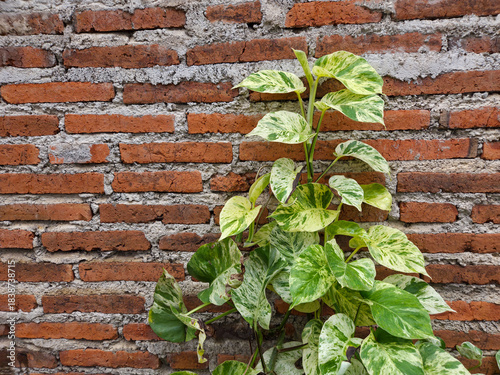 Vibrant green ivy plant ( epipremnum aureum ) climbing on an old red brick wall