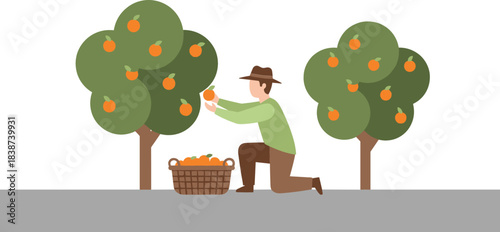 Vector Illustration of a Farmer Harvesting Ripe Oranges from Trees into a Wicker Basket, Representing Fruit Agriculture, Orchard Work, and Fresh Produce