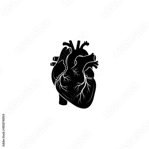 Anatomical representation of a human heart in a stark black silhouette against a clean white backdrop.