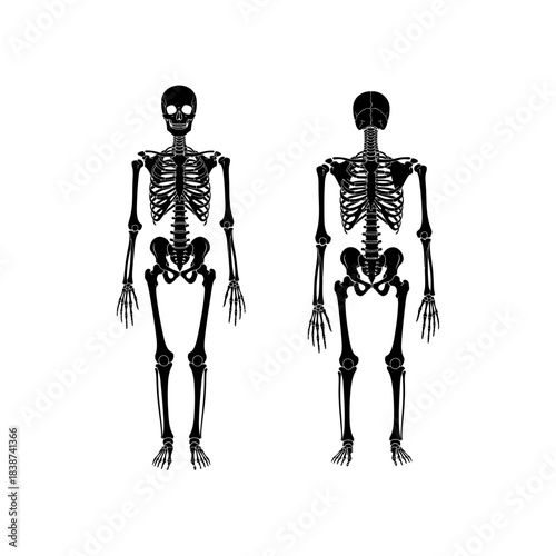 Detailed black human skeleton illustrations, presenting both anterior and posterior anatomical views of the full body, isolated on a clean white background.