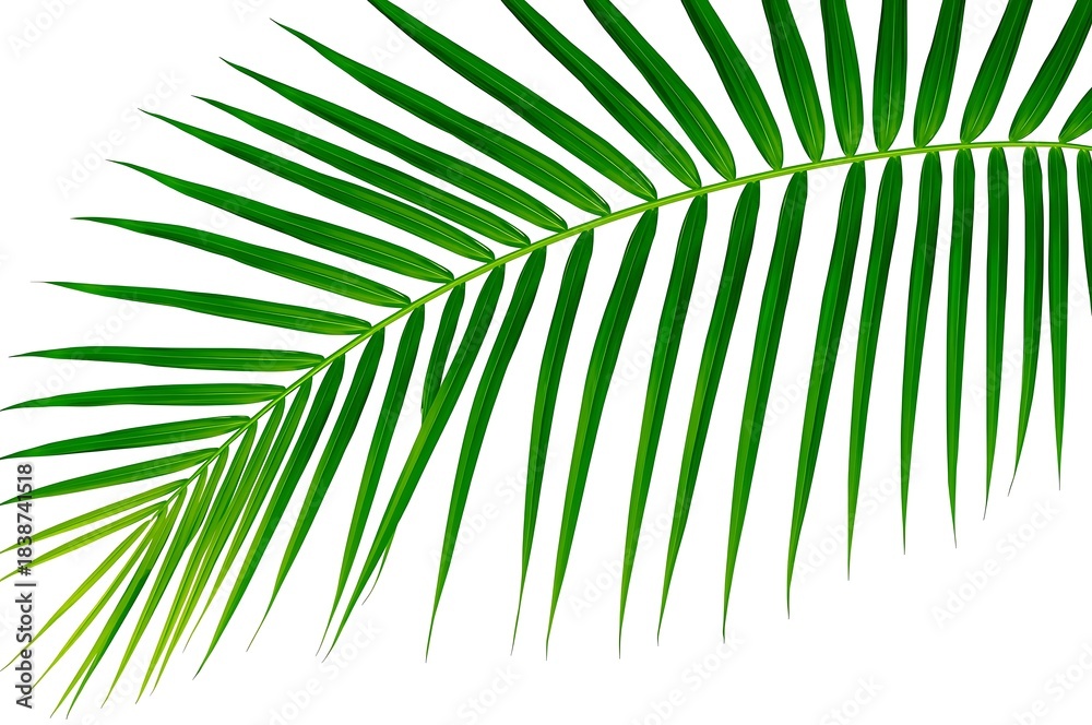 Fototapeta premium Close up of a vibrant green palm frond against a white background