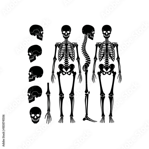 Illustrative set of human skeletal system diagrams including full body and individual skull representations.
