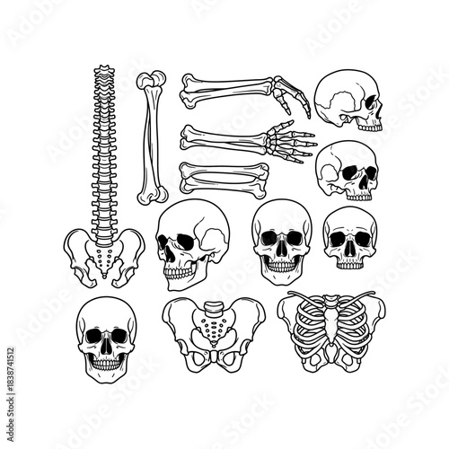 Various human skeletal components, such as multiple skulls, a complete spine, pelvic bones, a rib cage, and arm bones, depicted in a clean line art illustration.