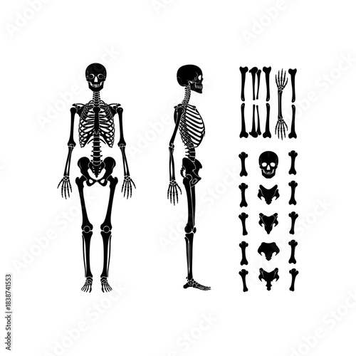 Stylized black human skeletons presented in full frontal and profile views, accompanied by a diverse collection of individual bone elements.