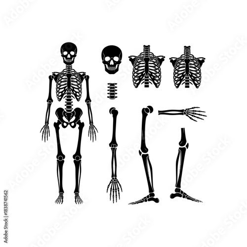 Detailed anatomical illustration of a human skeleton, showing a full body view, skull, rib cage, and individual limb bones.
