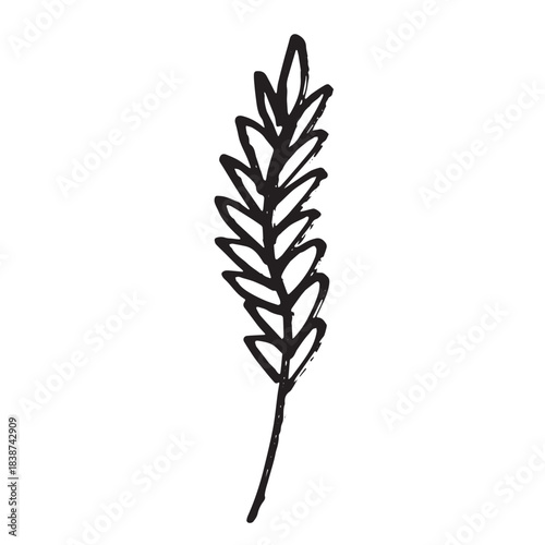 Hand drawn cereal wheat oat rye barley rice ears spikelet clipart Organic wheat bread agriculture farming harvest healthy food Single element for print packaging label design decor