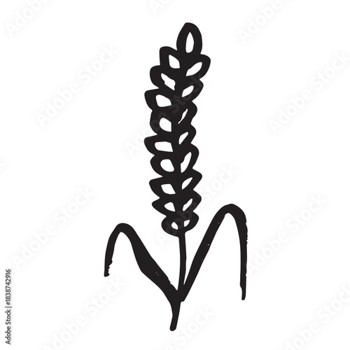 Hand drawn cereal wheat oat rye barley rice ears spikelet clipart Organic wheat bread agriculture farming harvest healthy food Single element for print packaging label design decor