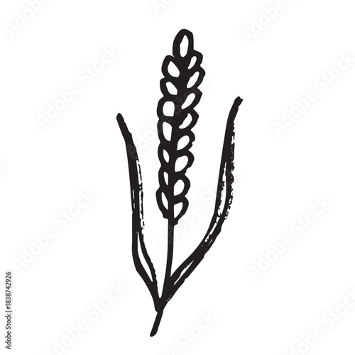 Hand drawn cereal wheat oat rye barley rice ears spikelet clipart Organic wheat bread agriculture farming harvest healthy food Single element for print packaging label design decor