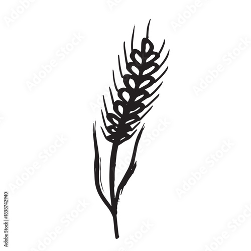 Hand drawn cereal wheat oat rye barley rice ears spikelet clipart Organic wheat bread agriculture farming harvest healthy food Single element for print packaging label design decor