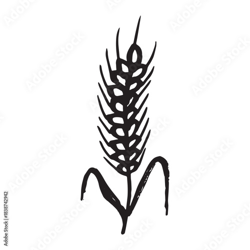 Hand drawn cereal wheat oat rye barley rice ears spikelet clipart Organic wheat bread agriculture farming harvest healthy food Single element for print packaging label design decor