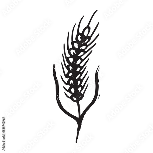 Hand drawn cereal wheat oat rye barley rice ears spikelet clipart Organic wheat bread agriculture farming harvest healthy food Single element for print packaging label design decor