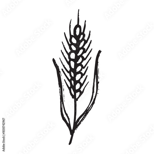 Hand drawn cereal wheat oat rye barley rice ears spikelet clipart Organic wheat bread agriculture farming harvest healthy food Single element for print packaging label design decor