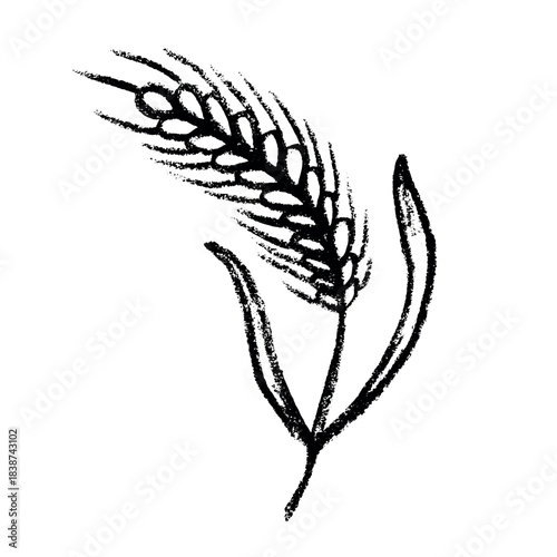 Hand drawn cereal wheat oat rye barley rice ears spikelet clipart Organic wheat bread agriculture farming harvest healthy food Single element for print packaging label design decor