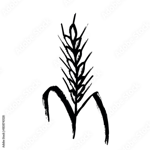 Hand drawn cereal wheat oat rye barley rice ears spikelet clipart Organic wheat bread agriculture farming harvest healthy food Single element for print packaging label design decor