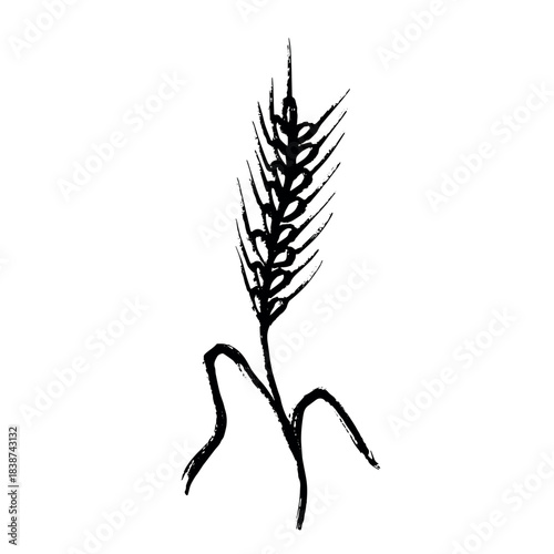 Hand drawn cereal wheat oat rye barley rice ears spikelet clipart Organic wheat bread agriculture farming harvest healthy food Single element for print packaging label design decor