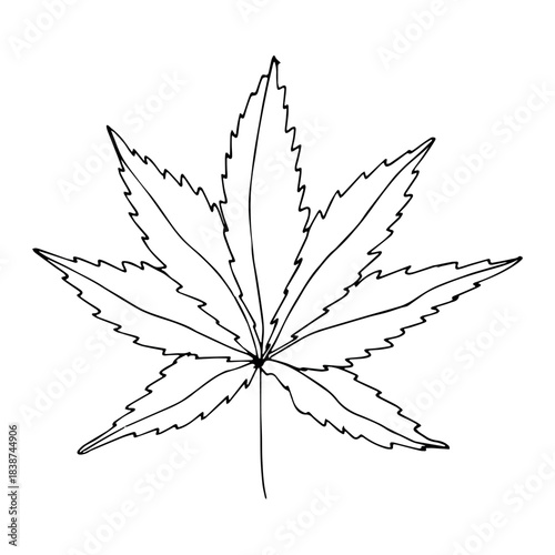 Hand drawn cannabis leaf Medicine marijuana Hemp leaves clipart in doodle style Single element for print, web, design, decor