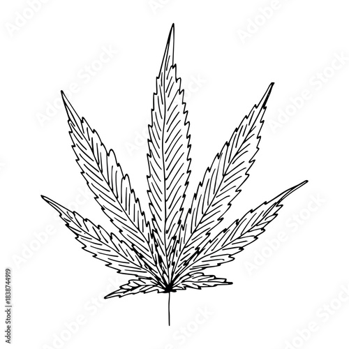 Hand drawn cannabis leaf Medicine marijuana Hemp leaves clipart in doodle style Single element for print, web, design, decor