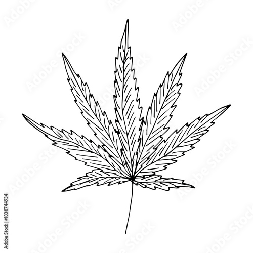 Hand drawn cannabis leaf Medicine marijuana Hemp leaves clipart in doodle style Single element for print, web, design, decor