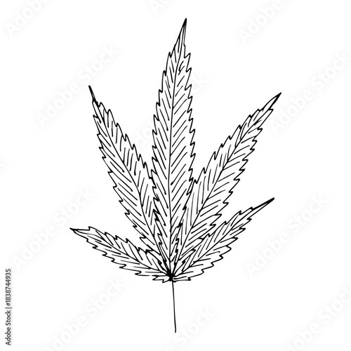Hand drawn cannabis leaf Medicine marijuana Hemp leaves clipart in doodle style Single element for print, web, design, decor