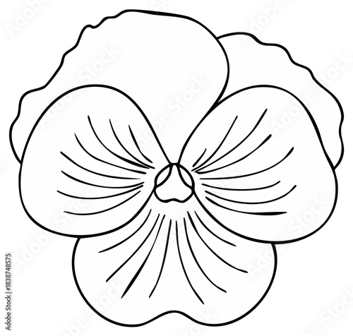 Pansy flower bloom line art drawing for coloring books and graphic design projects