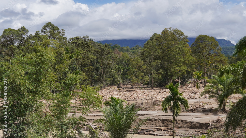 Obraz premium fallen trees and forest damage due to flooding