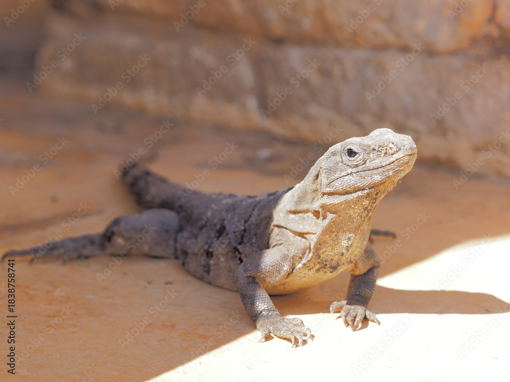 Naklejka premium Iguana in Uxmal Mexico