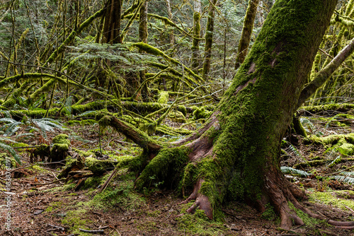 Intense green forest with natural lighting Stawamus Chief Provincial Park Squamish, British Columbia, Canada