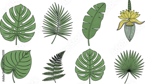 Tropical Leaves and Banana Flower Vector Set with Monstera, Palm, Fern, Botanical Clipart for Nature, Design, and Decoration Projects