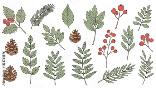 Hand-Drawn Botanical Elements: Pinecones, Berries, and Leaves Vector Illustration