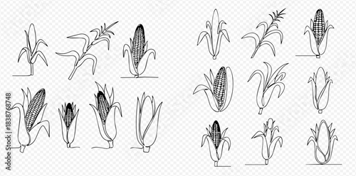 Continuous line drawing of corn cobs and stalks, agricultural plant sketch set.