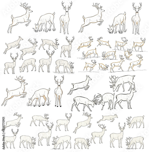Deer Illustration Collection: A comprehensive collection of meticulously crafted deer illustrations showcases diverse poses and actions.