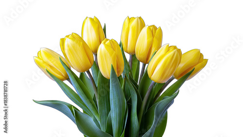 Yellow Tulips Blooming Against White Background