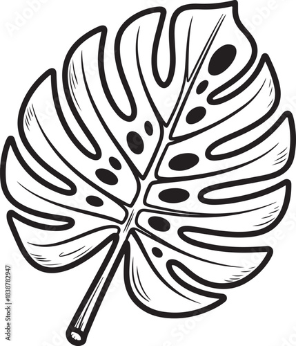 Monstera deliciosa tropical leaf, exotic plant drawing, black and white sketch style
